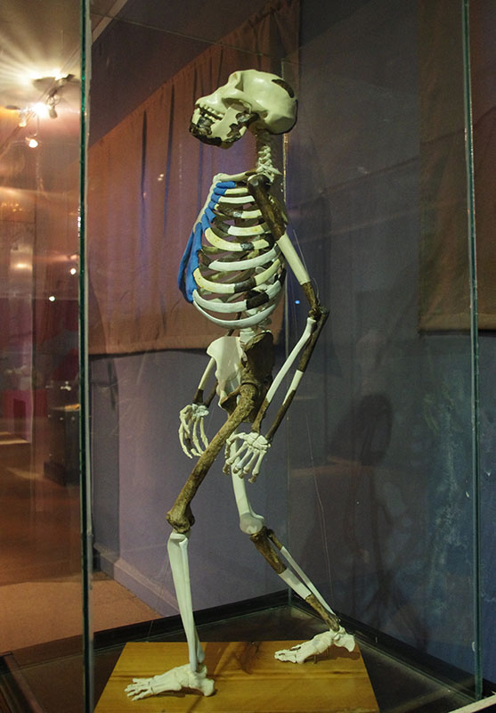 Musée national - Squelette de Lucy