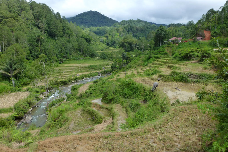 Trek  dans le nord Toraja
