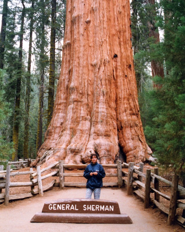 Sequoia N.P