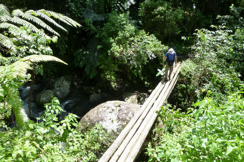 Pont de bambou