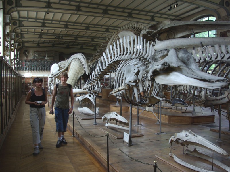 Musee de la paleontologie
