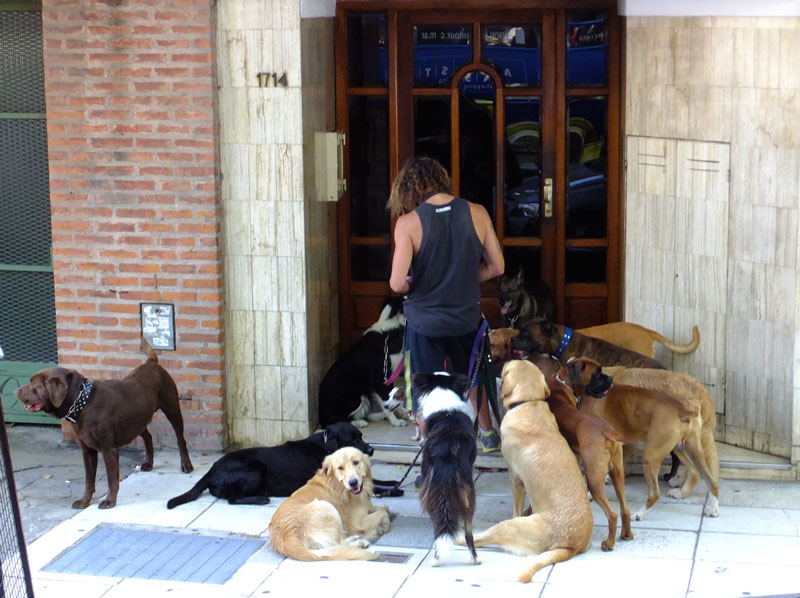 Buenos-Aires, Promeneur de chien