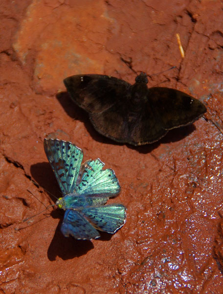 Chutes d'Iguazu - Papillons