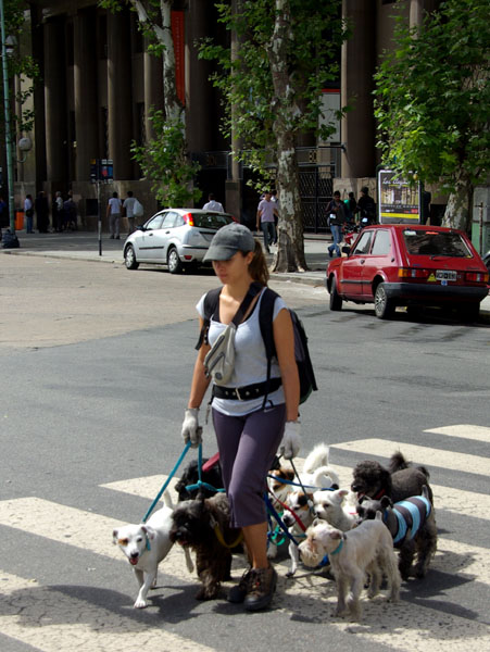 Buenos-Aires, Promeneuse de chien
