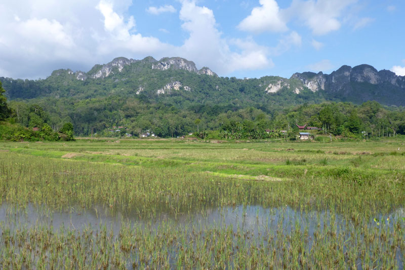 Paysage Toraja sud