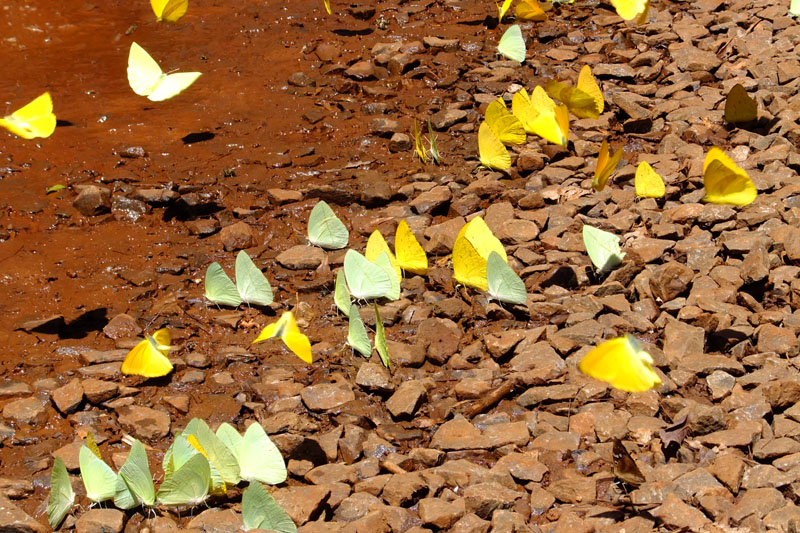 Chutes d'Iguazu - Papillons