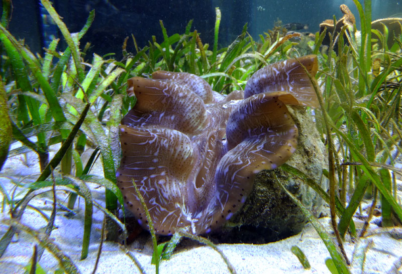 Nouméa - Aquarium des lagons
