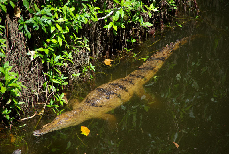 Crocodile de la Daintree River
