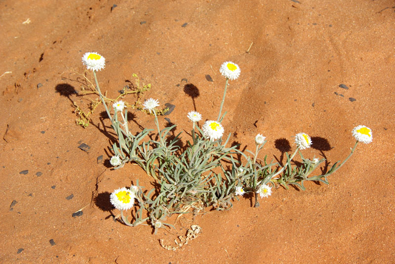 Fleurs du desert