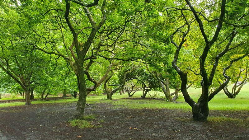 Cardiff Bute Park