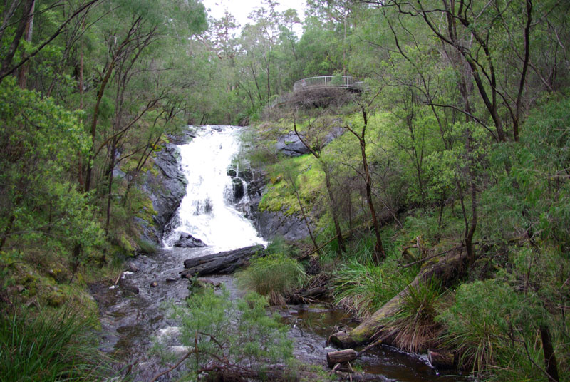 Karri forest - cascade