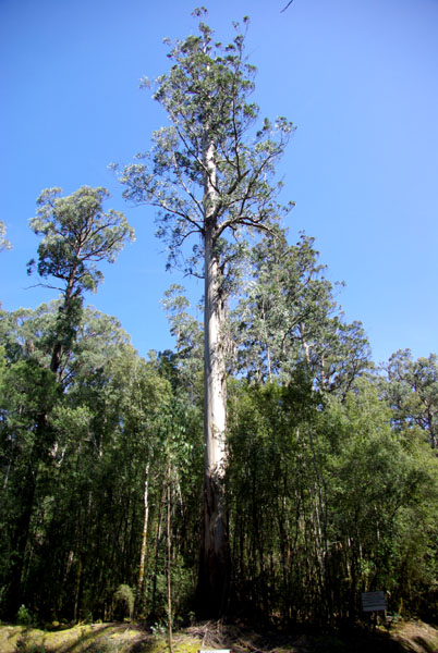 Mont Field NP - Eucalyptus géant  (90m)