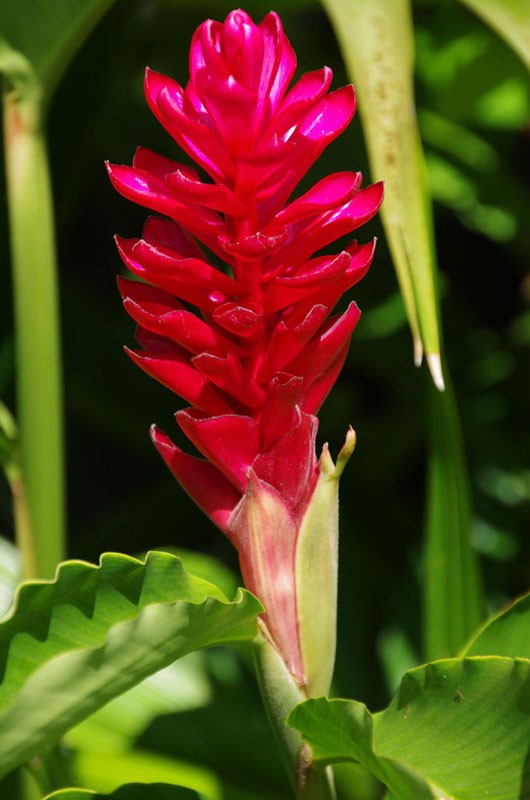 Flore Alpinia purpurata