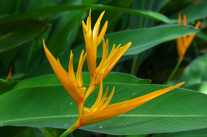 Flore Heliconia