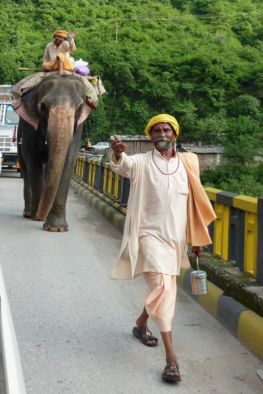 Eléphant sur la route de Manali