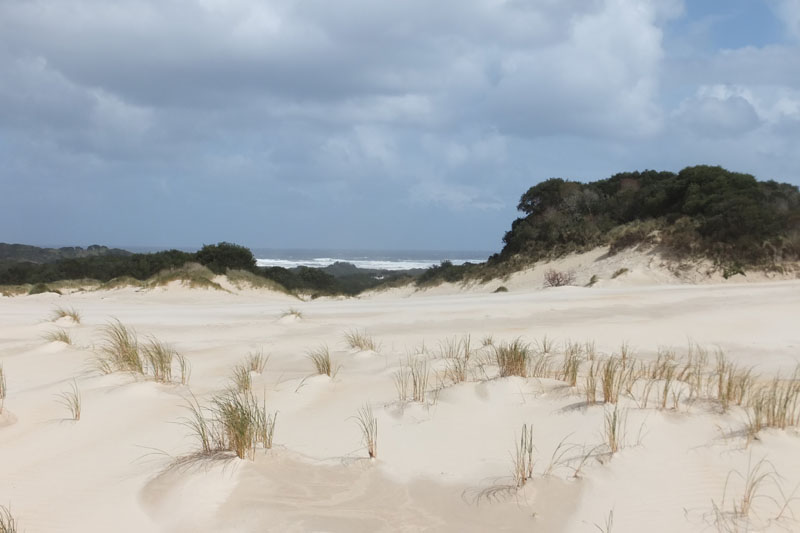 Henty dunes