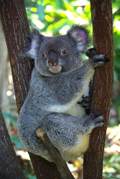 Koala - Cairns tableland