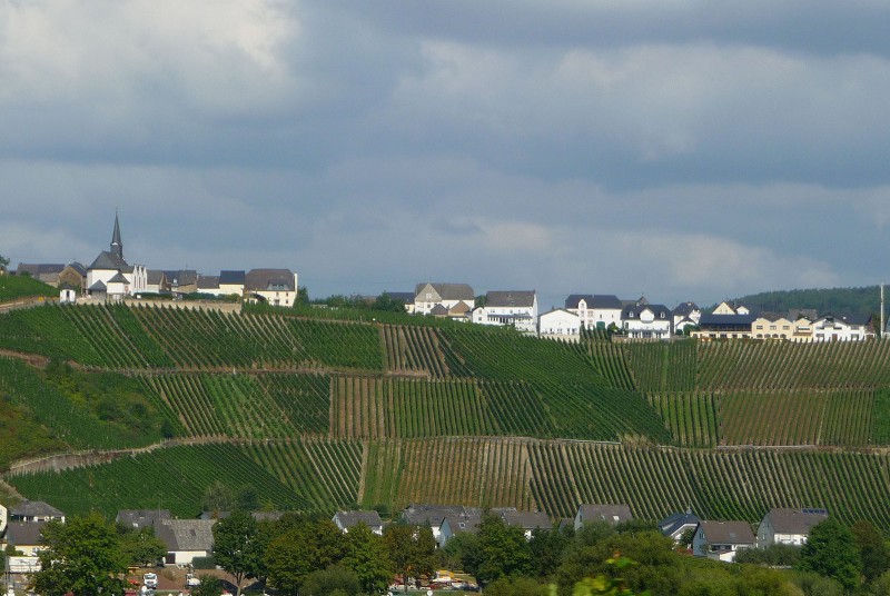 Le vignoble le long de la Moselle