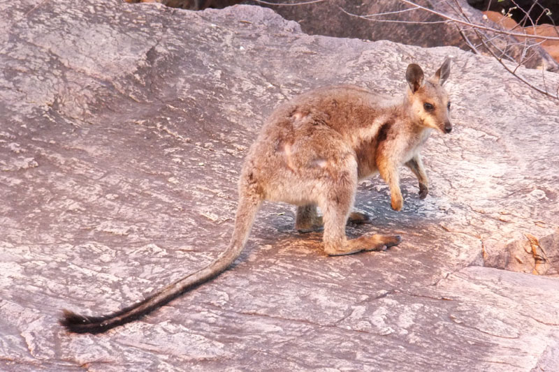 West MacDonnell NP - Rock Wallaby