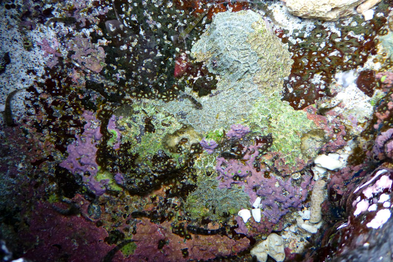 Padangbai - récif coralien