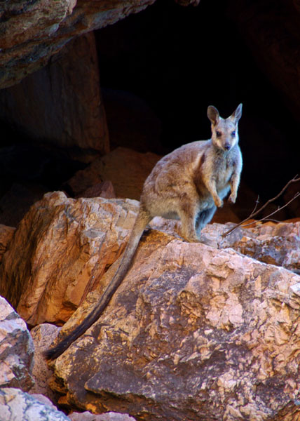 West MacDonnell NP - Rock Wallaby