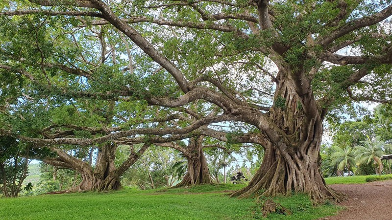 Chamarel arbre