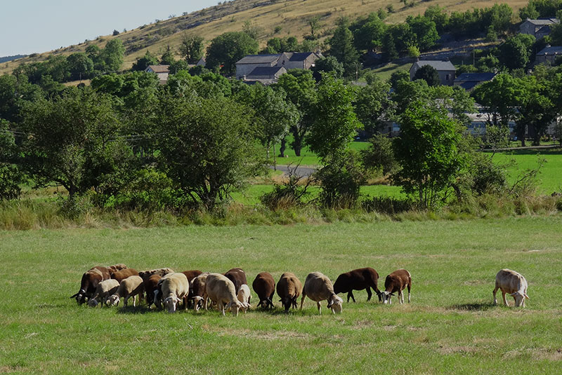 Moutons Causse Méjean