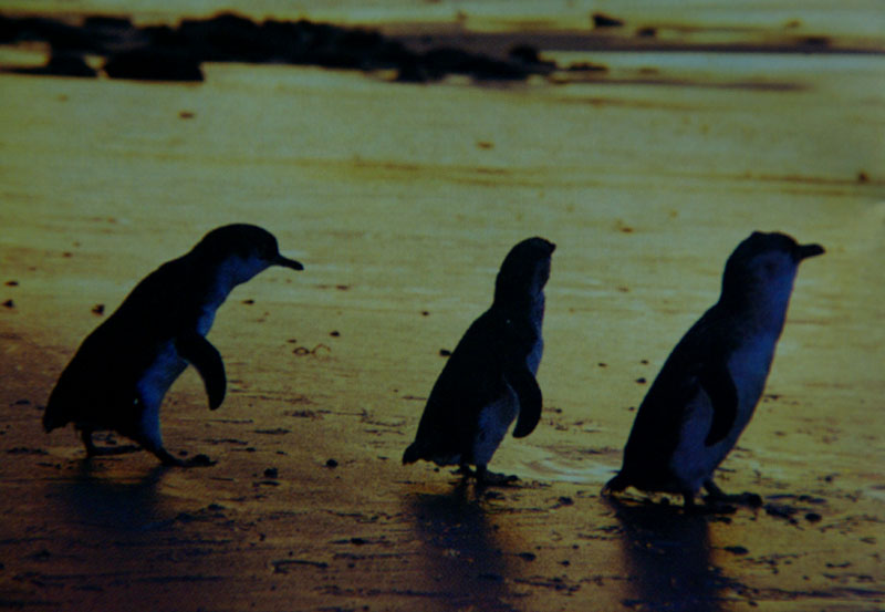 Phillip Island - Penguin parade