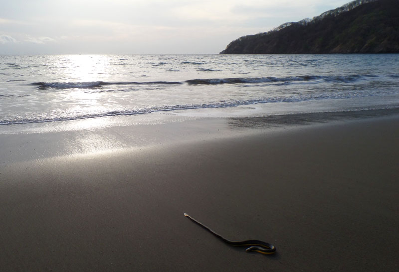 Playa del Coco - Serpent marin