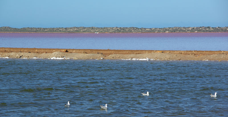 Port Gregory - Pink lake
