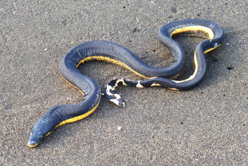 Playa del Coco - Serpent marin