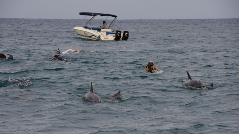 Plongée avec les dauphins