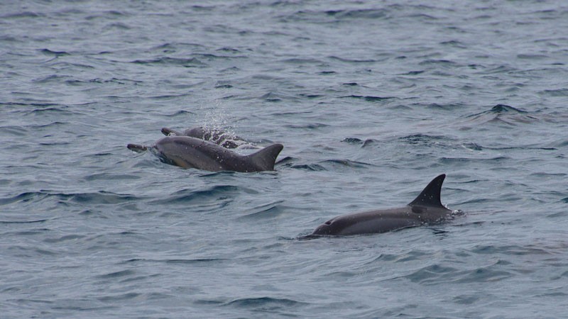 Dauphins