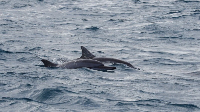 Dauphins