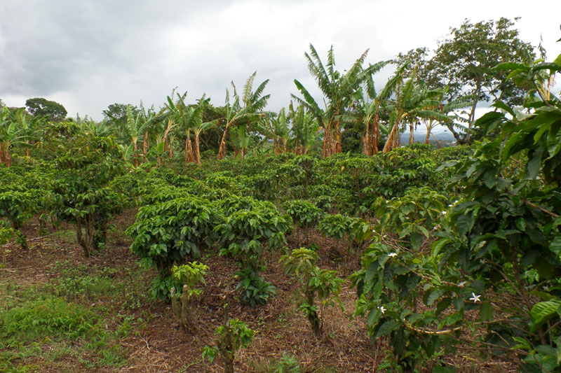 Plantation de café Macadamia