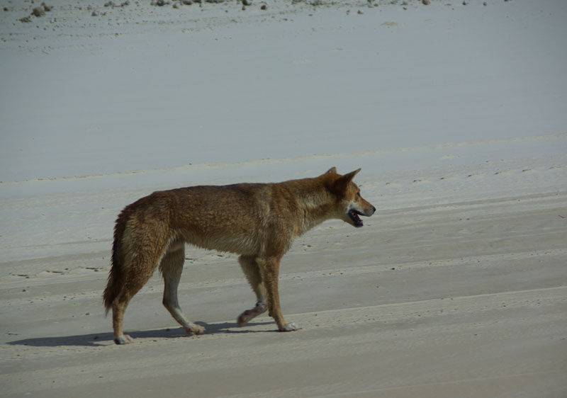 Fraser Island - Dingo
