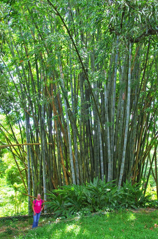 Jardin botanique