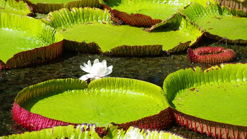 Jardin botanique