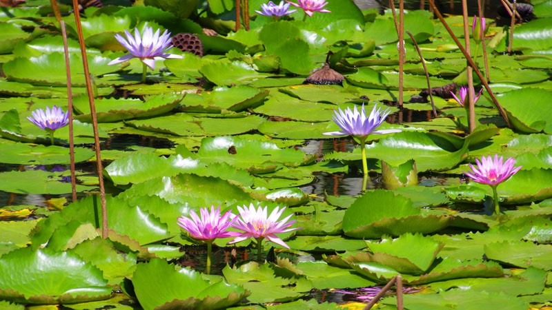 Jardin botanique