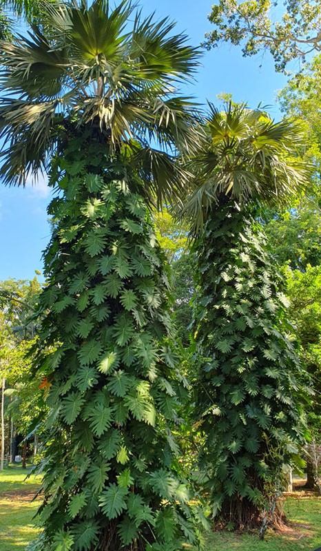 Jardin botanique