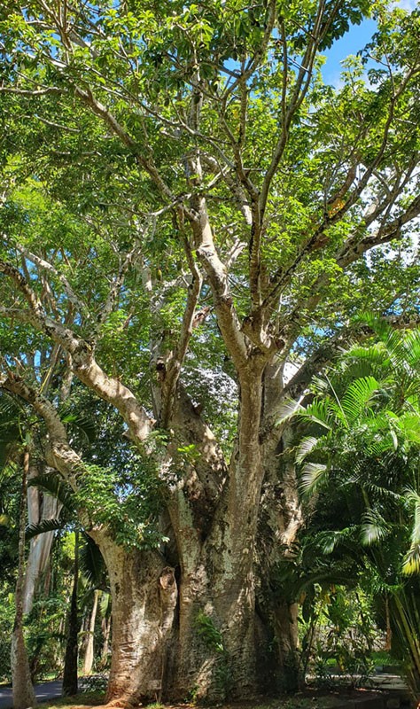 Jardin botanique