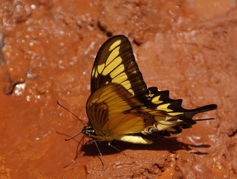 Chutes d'Iguazu - Papillon