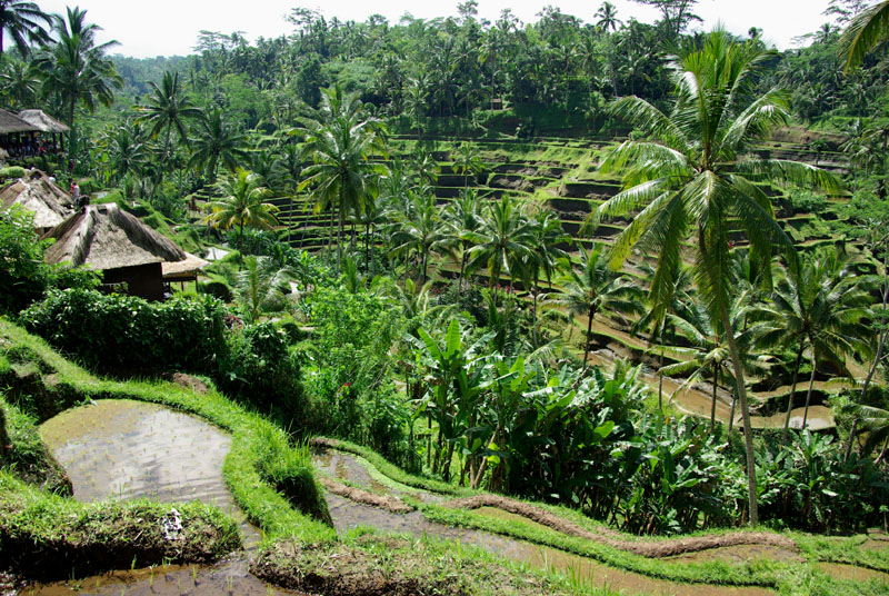 Ubud rizières en terrasses