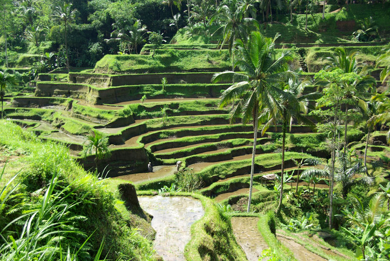 Ubud rizières en terrasses