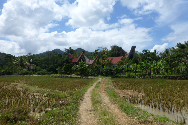 Paysage Toraja sud