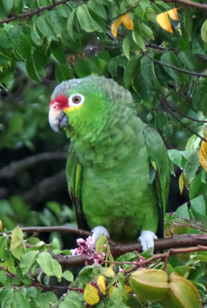Perroquet dans la jungle de Guanacaste