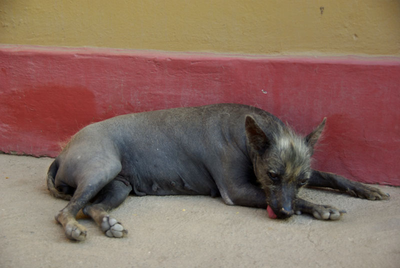 Chien nu du Pérou (Canis lupus familiaris)