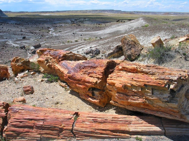 Petrified forest NM