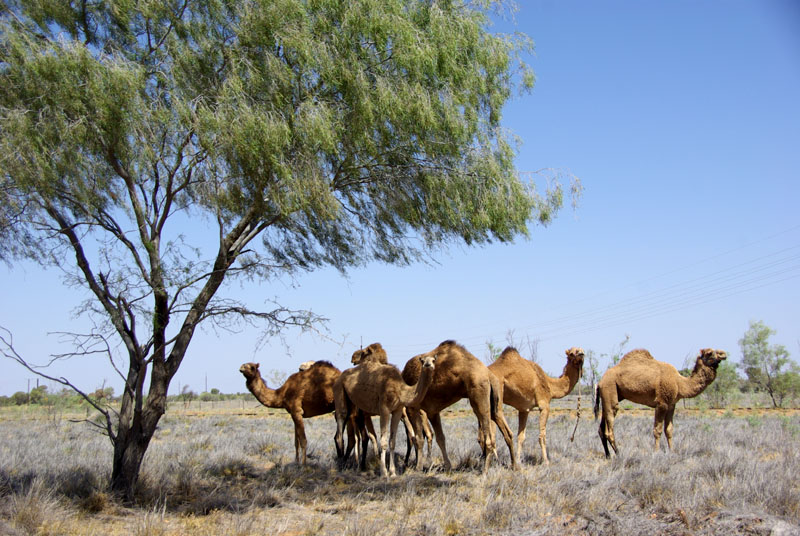 Desert  Camels