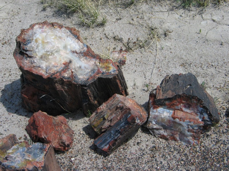 Petrified forest NP